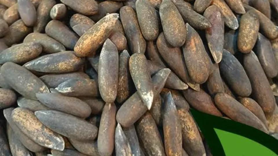 Pakistani pine nuts exports to China cross $18 million in 2024